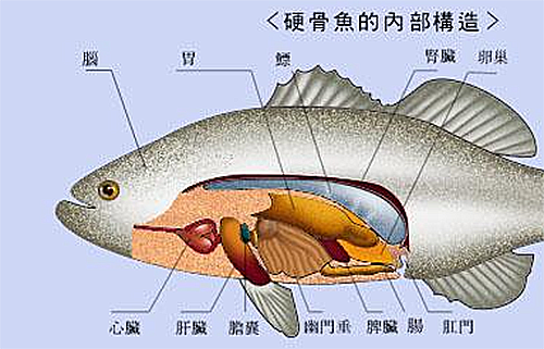 鱼类的结构.png